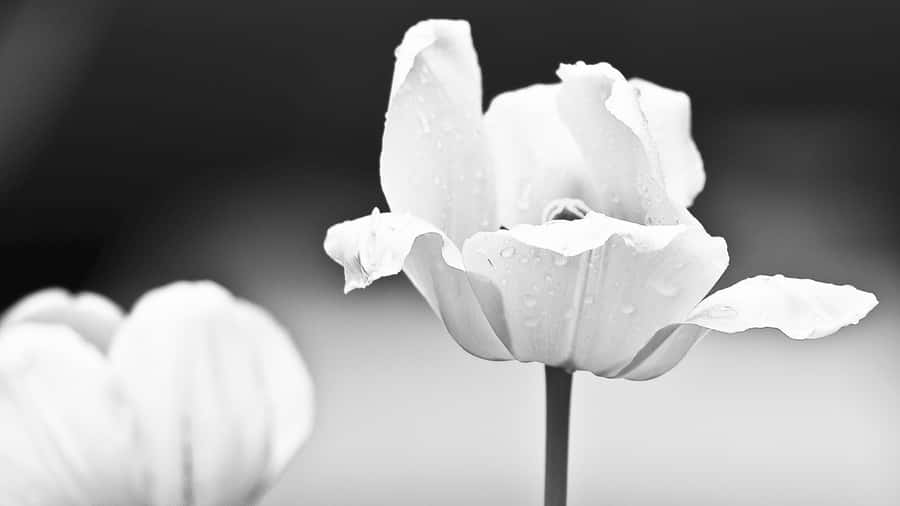 Elegant Black And White Flower Wallpaper