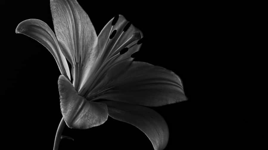 Elegant Black And White Lily Wallpaper