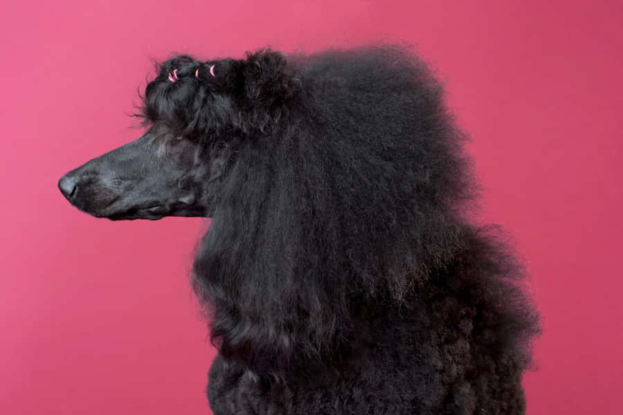 Elegant Black Poodle Pink Backdrop Wallpaper
