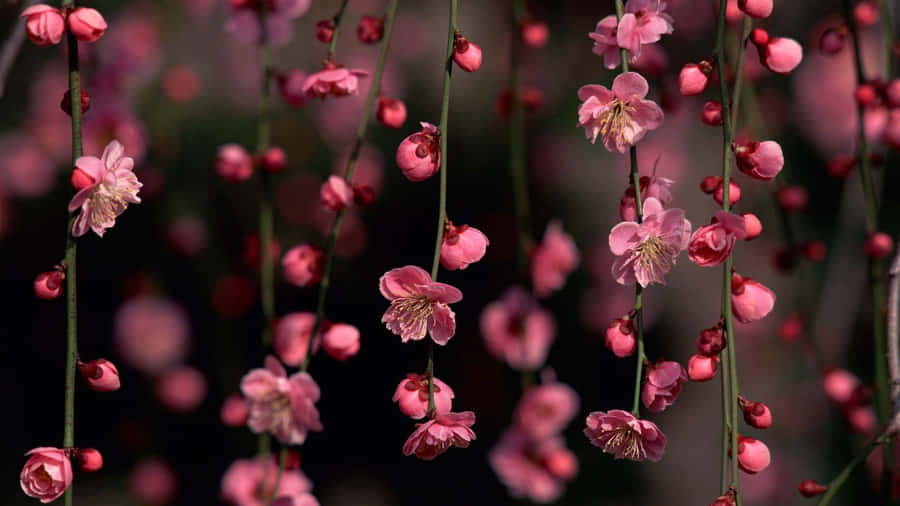 Elegant Cherry Blossomsin Bloom.jpg Wallpaper