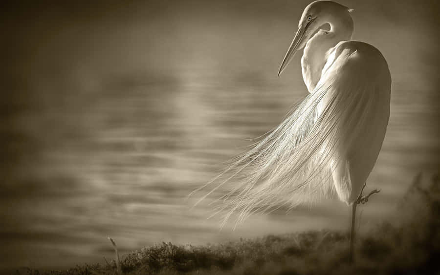 Elegant Crane Sepia Tone Wallpaper