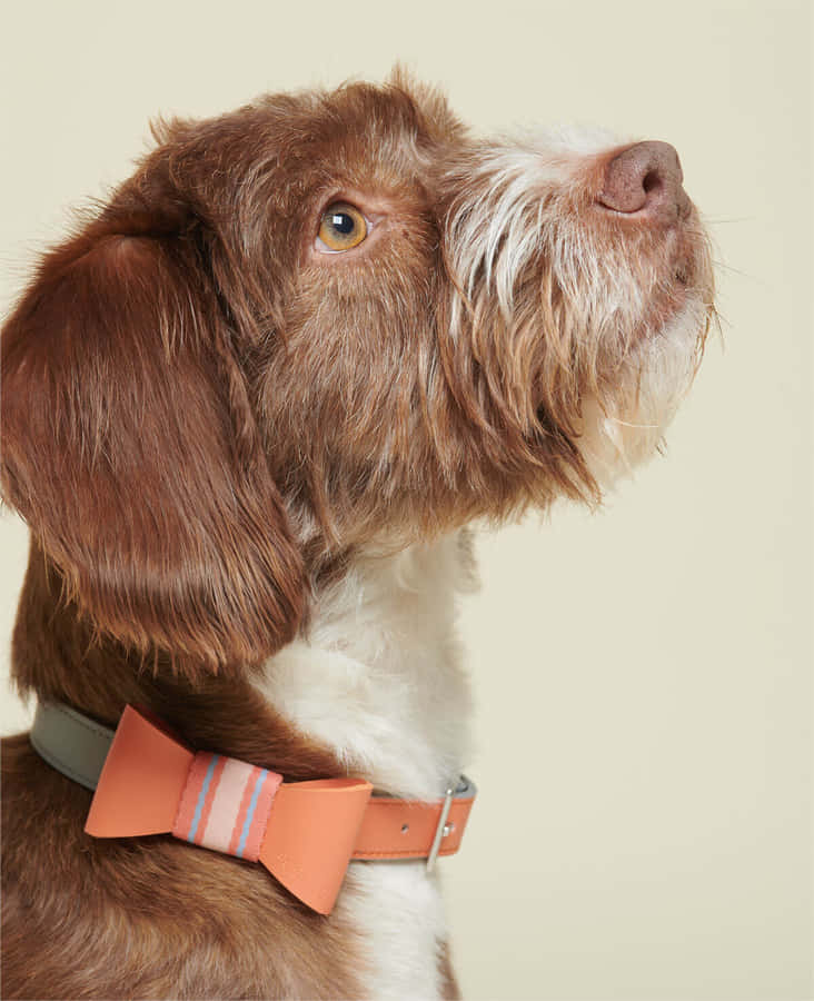 Elegant Dog With Bow Tie Wallpaper