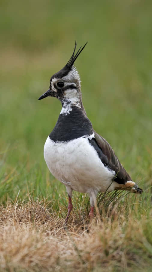 Elegant Lapwingin Grassland Wallpaper