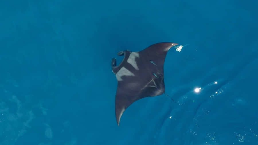 Elegant Manta Ray Gliding Through The Ocean Depths Wallpaper