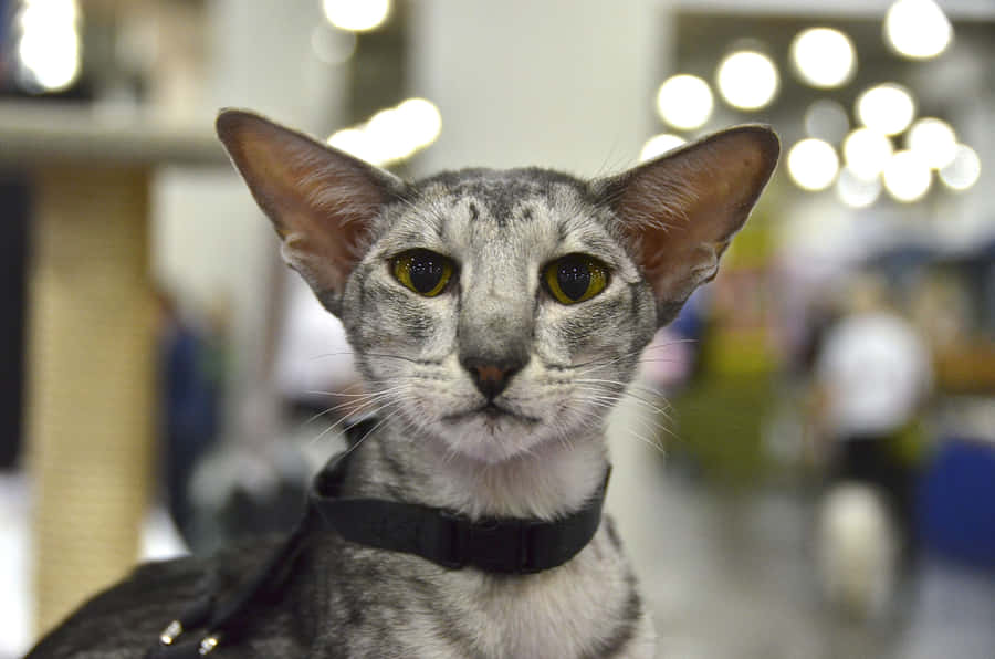 Elegant Oriental Shorthair Cat Lounging Wallpaper