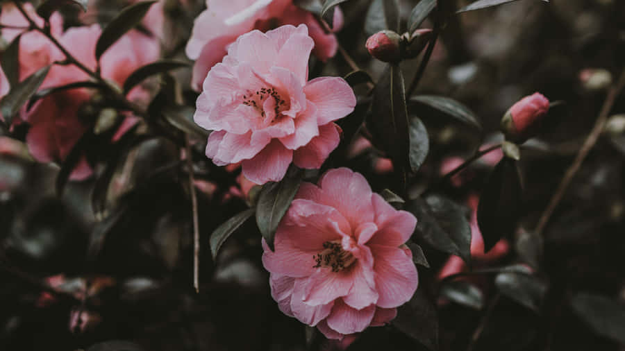 Elegant Pink Camellias Floral Backdrop Wallpaper