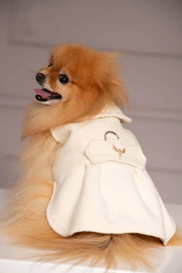 Elegant_ Pomeranian_in_ Stylish_ Coat Wallpaper
