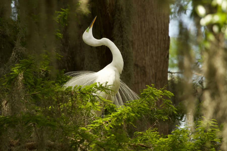 Elegant White Cranein Natural Habitat Wallpaper