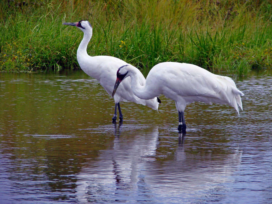 Elegant White Cranes Wading Water.jpg Wallpaper