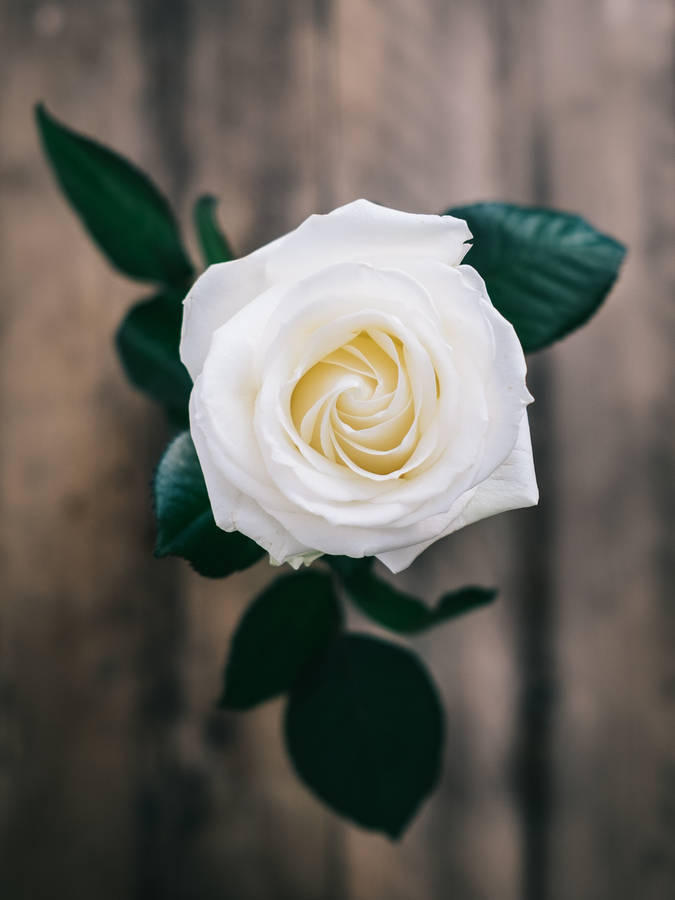 Elegant White Rose In Full Bloom Wallpaper