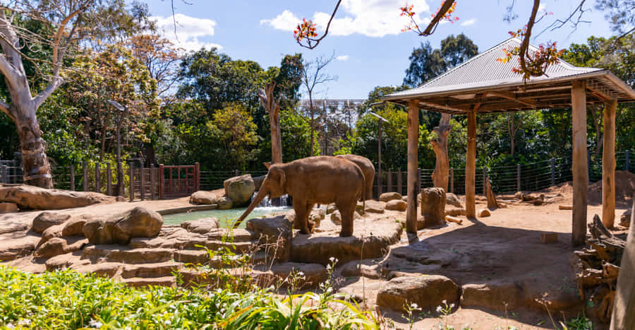 Elephant Enclosure Melbourne Zoo Wallpaper