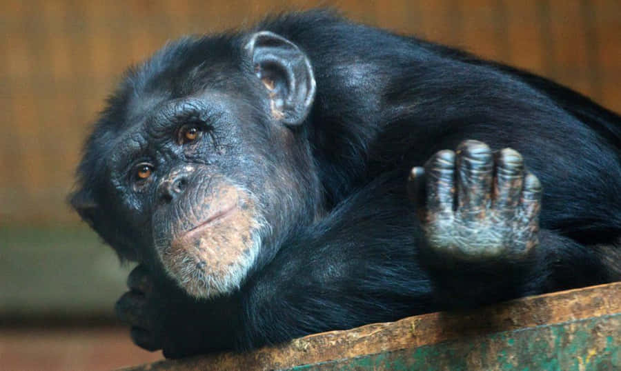 Elephant Family In Their Natural Habitat Wallpaper