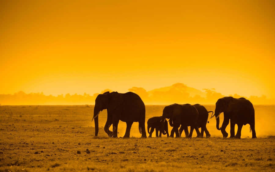 Elephant Herd Sunset Silhouette Safari Wallpaper