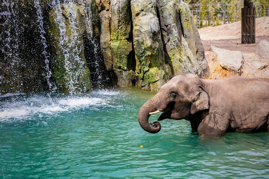 Elephant Springs In Fort Worth Zoo Wallpaper