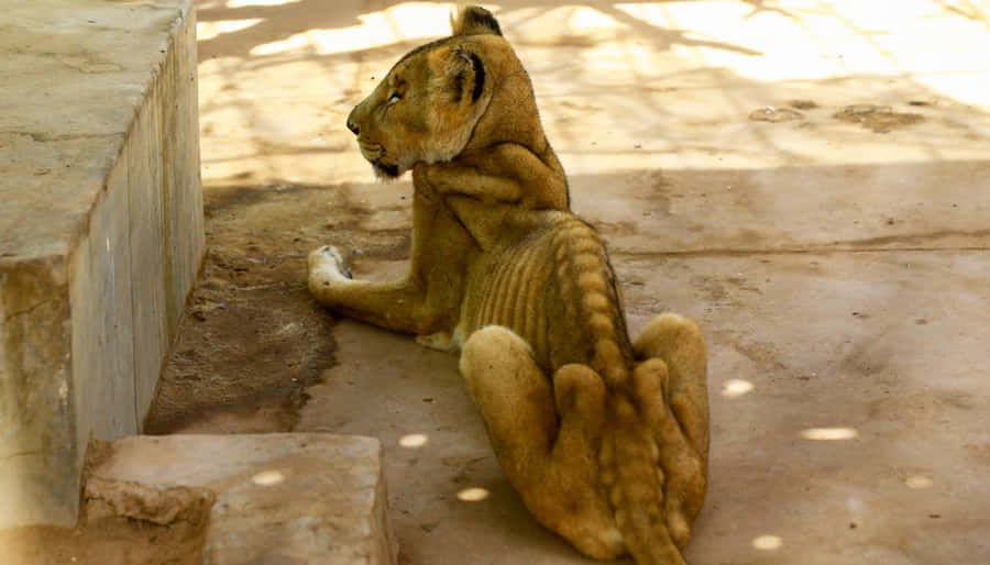 Emaciated Lioness Wallpaper