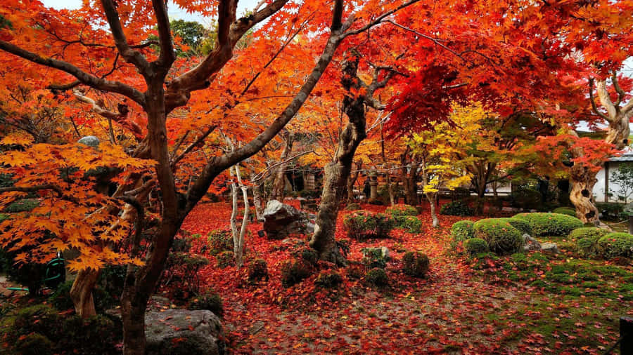 Embrace The Beauty Of Nature In Brilliant Fall Colors. Wallpaper