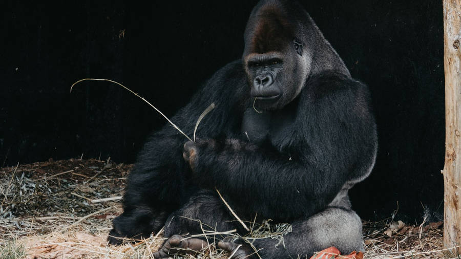 Embrace Your Power Wallpaper