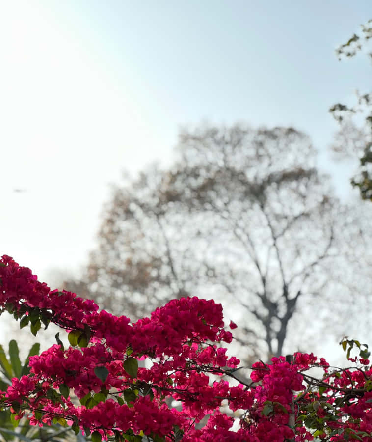 Embrace Your True Beauty With Portrait Mode! Wallpaper