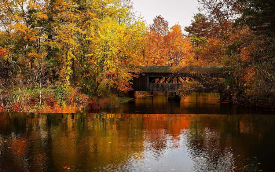 Embracing Autumn: A Pathway Amidst Forest And Golden Leaves Wallpaper