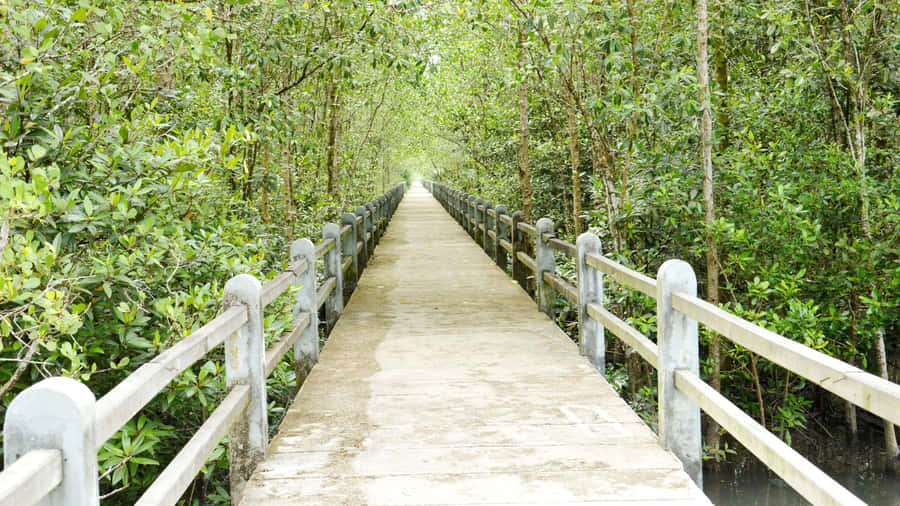 Embracing The Beauty Of Forest Conservation Wallpaper