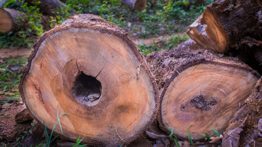 Embracing The Tranquility Of Forest Conservation Wallpaper