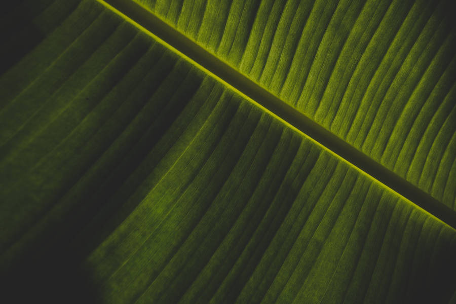 Emerald Green Banana Leaf Wallpaper