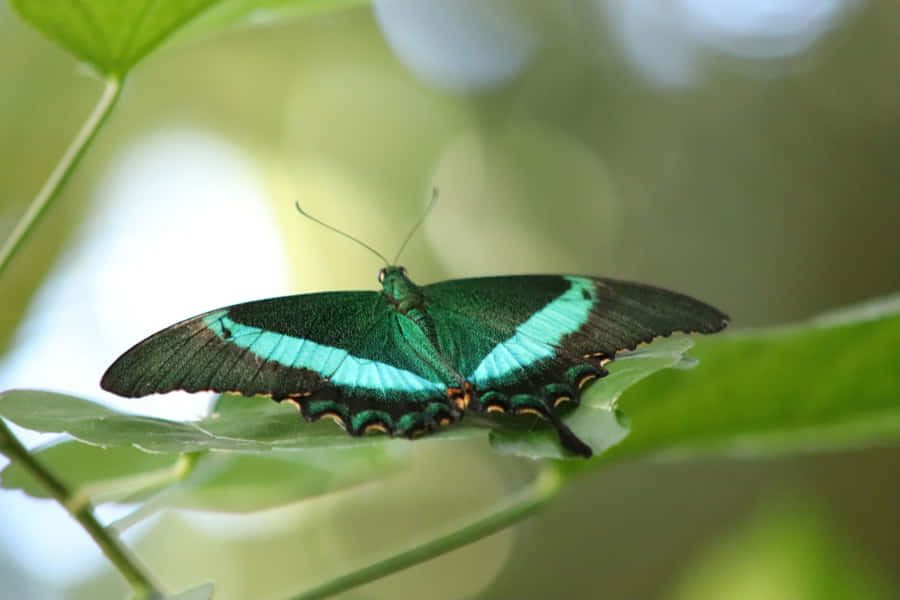 Emerald Green Butterflyon Leaf Wallpaper