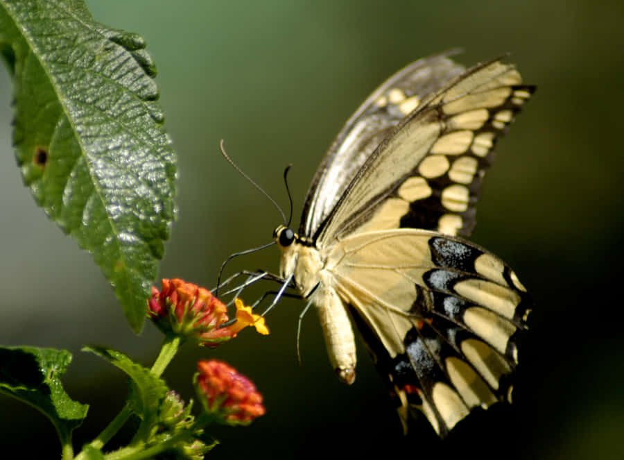 Emergence Of Beauty And Freedom Wallpaper