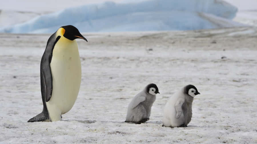 Emperor Penguin With Chicks Antarctica.jpg Wallpaper