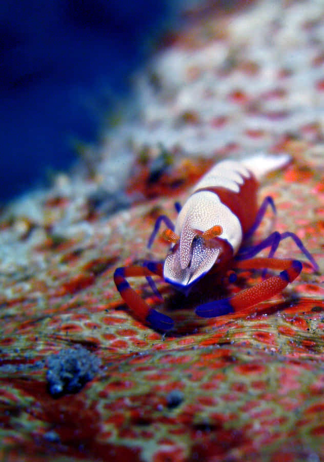 Emperor Shrimp On Sea Cucumber.jpg Wallpaper