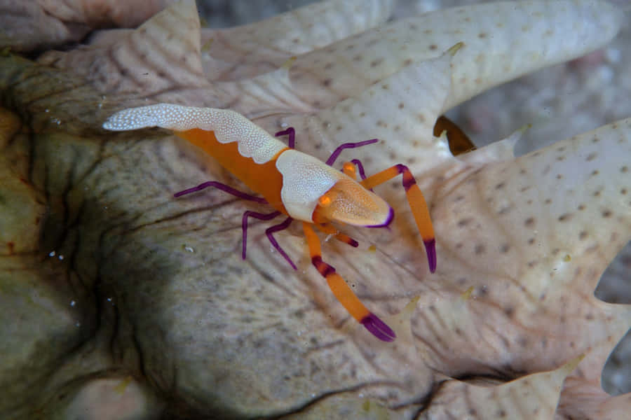 Emperor Shrimp On Sea Cucumber.jpg Wallpaper