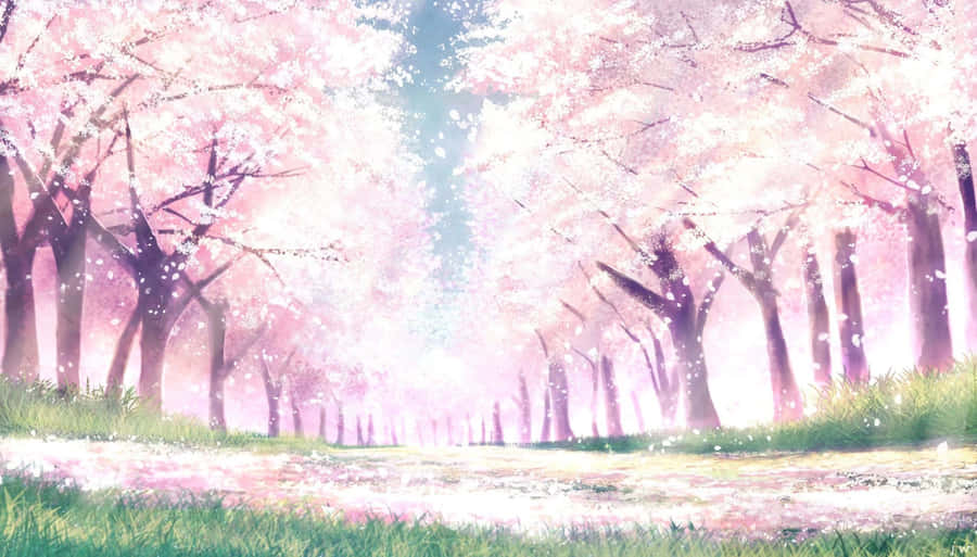 Enchanted Cherry Blossom Path Anime Scene Wallpaper