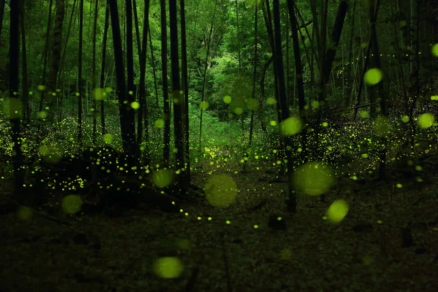 Enchanted Forest Lightning Bugs Wallpaper