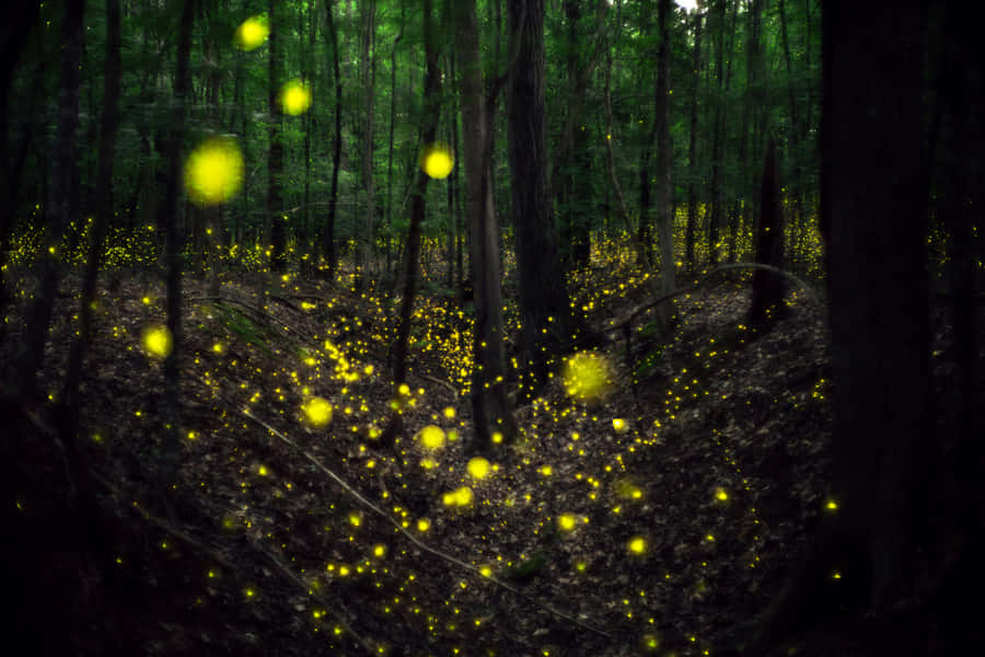 Enchanted Forest Lightning Bugs Wallpaper