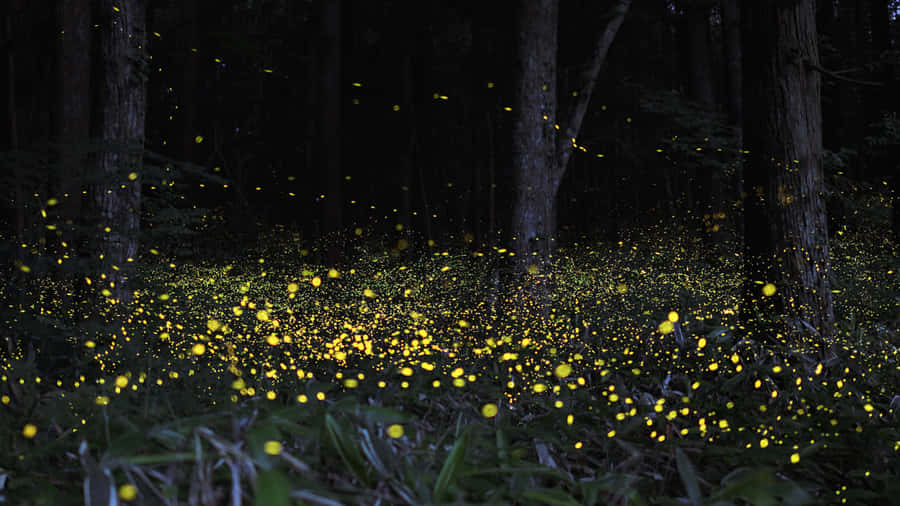 Enchanted Forest Lightning Bugs Wallpaper