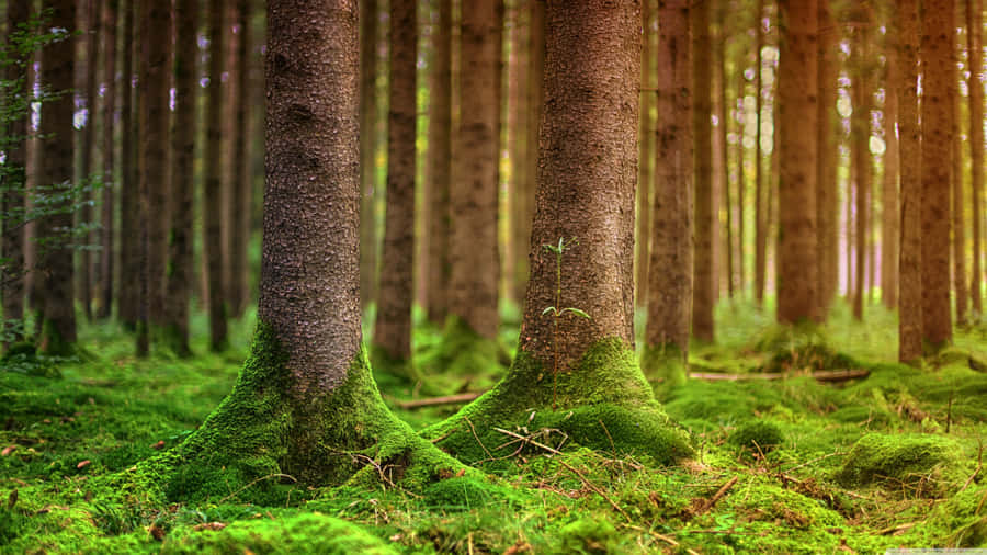 Enchanted Forest Mossy Trees Wallpaper
