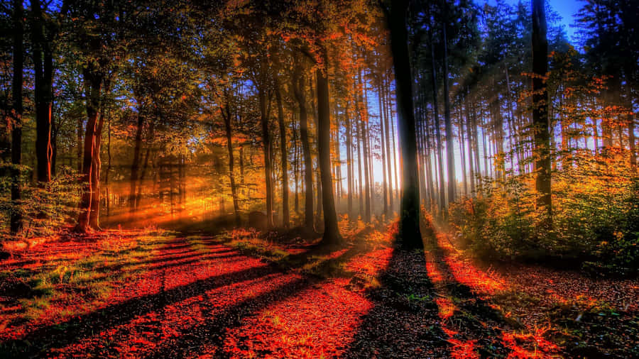 Enchanted Forest Sunrise Wallpaper