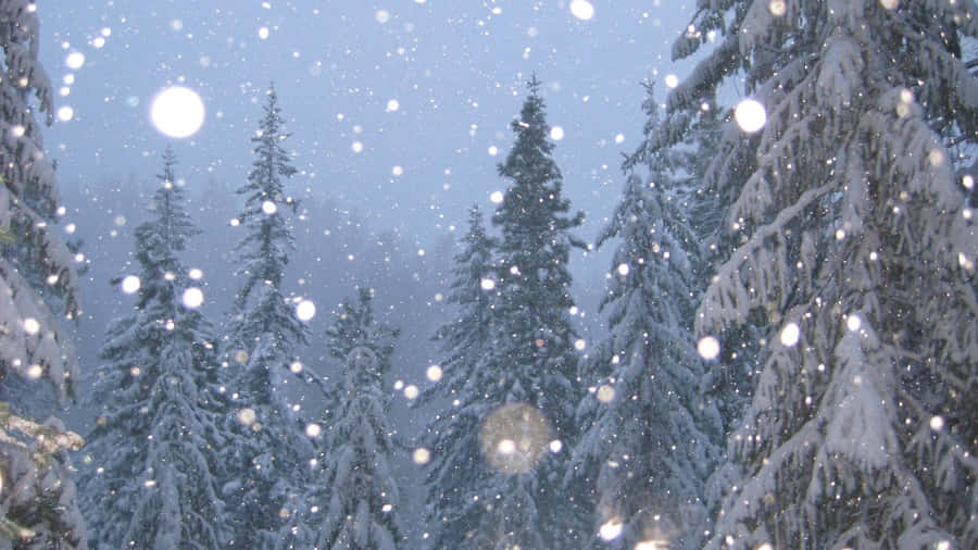 Enchanted_ Winter_ Forest_ Snowfall.jpg Wallpaper
