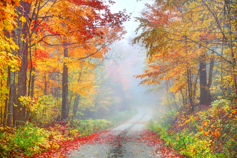 Enchanting Autumn Foliage At The Riverside Wallpaper