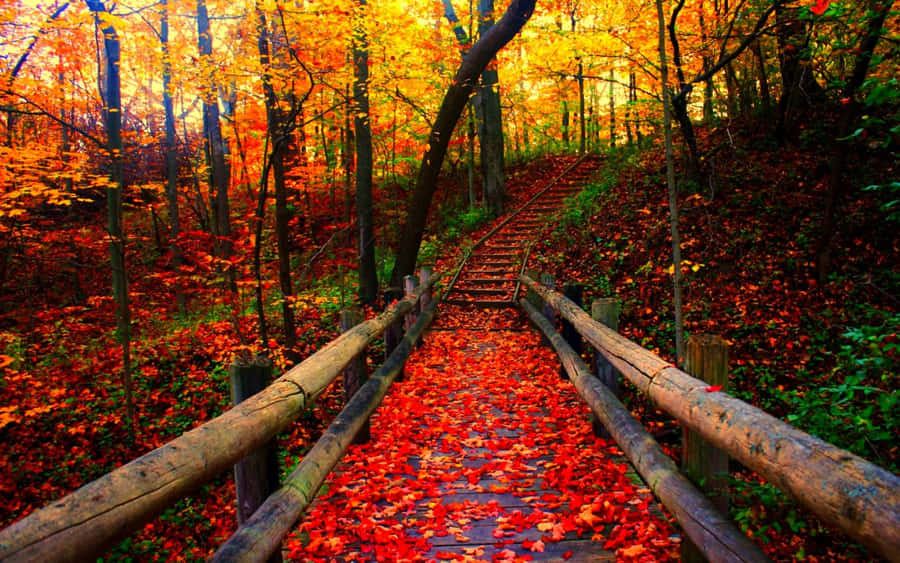 Enchanting Autumn Forest Wallpaper