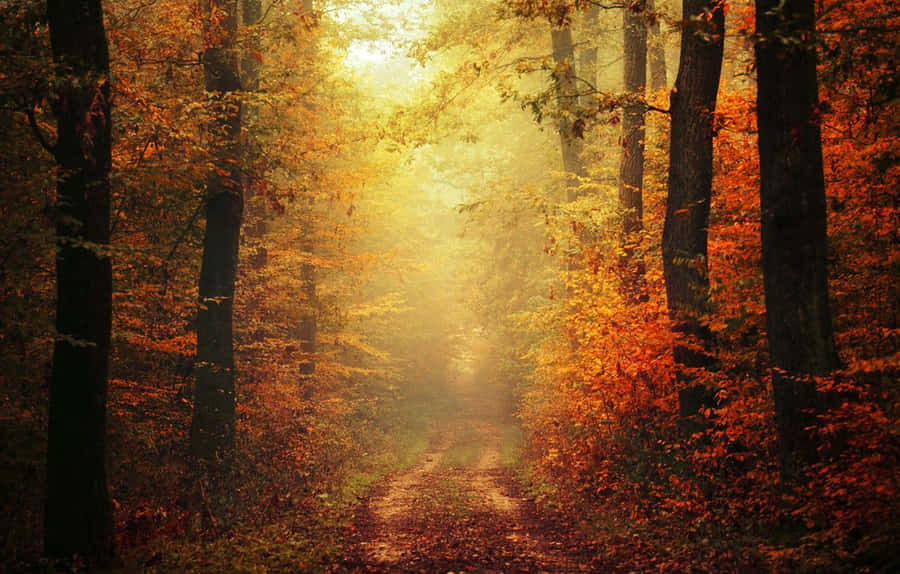 Enchanting Autumn Forest Wallpaper