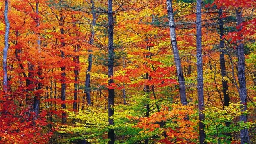 Enchanting Autumn Forest Wallpaper