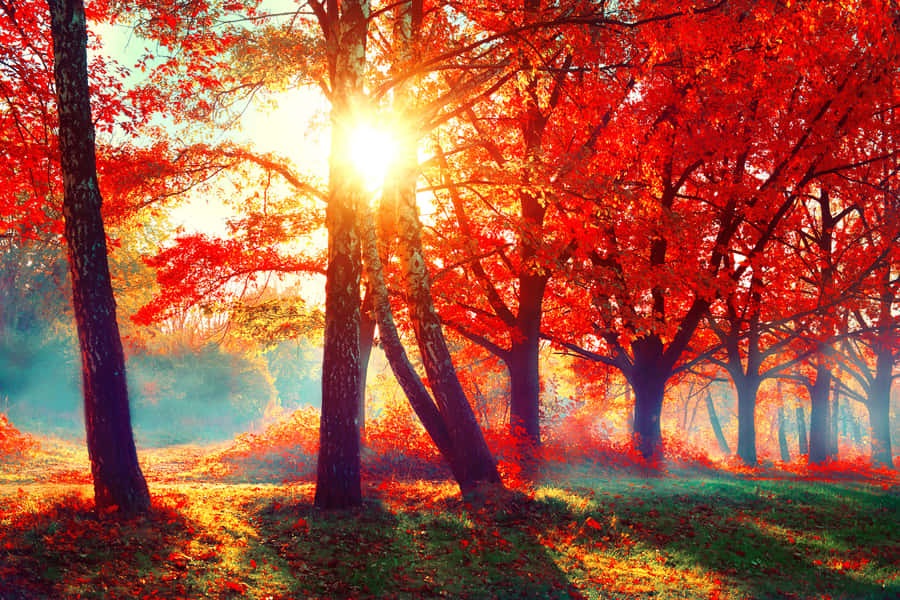 Enchanting Autumn Forest Walk Wallpaper