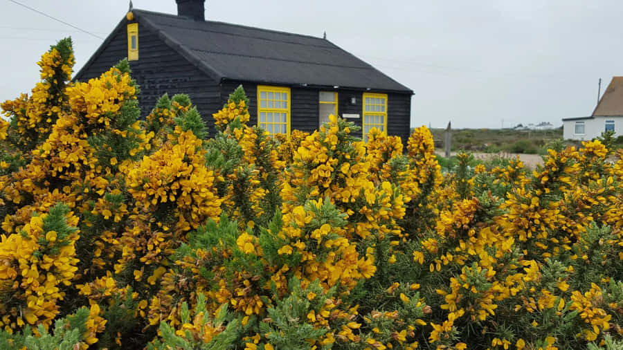 Enchanting Cottage Garden In Full Bloom Wallpaper