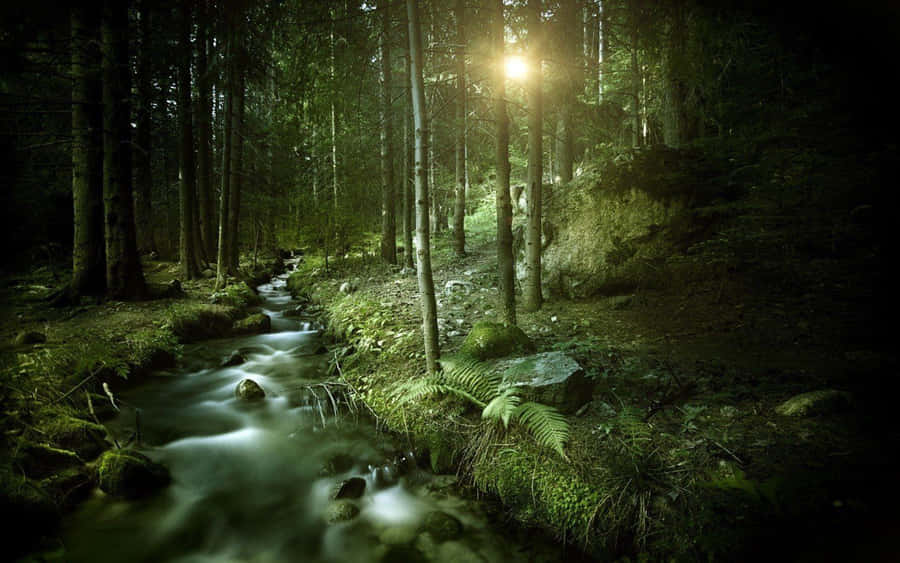 Enchanting Dark Green Forest Wallpaper