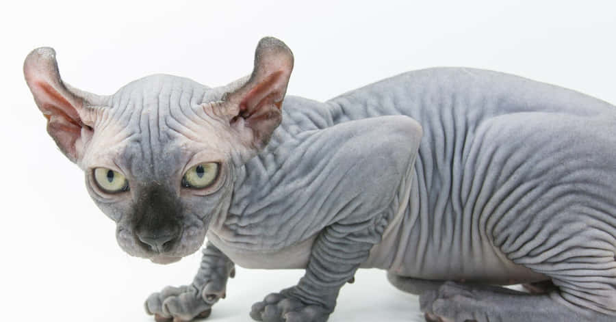 Enchanting Elf Cat Lounging In A Magical Forest Wallpaper