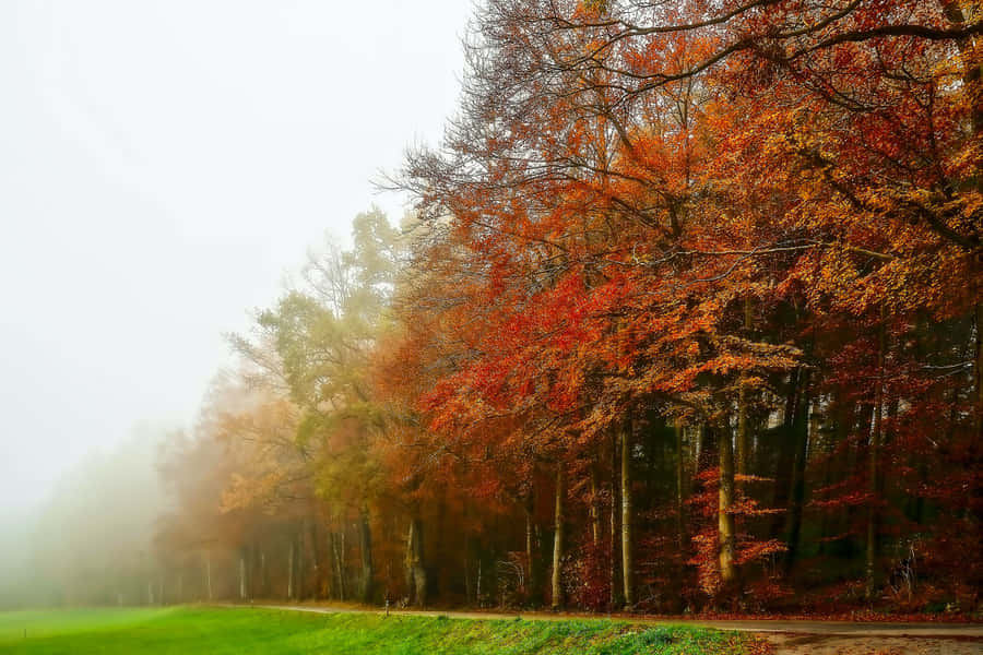 Enchanting Fall Fog In A Forest Landscape Wallpaper