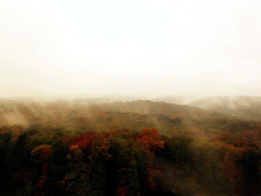 Enchanting Fall Fog In A Forest Wallpaper