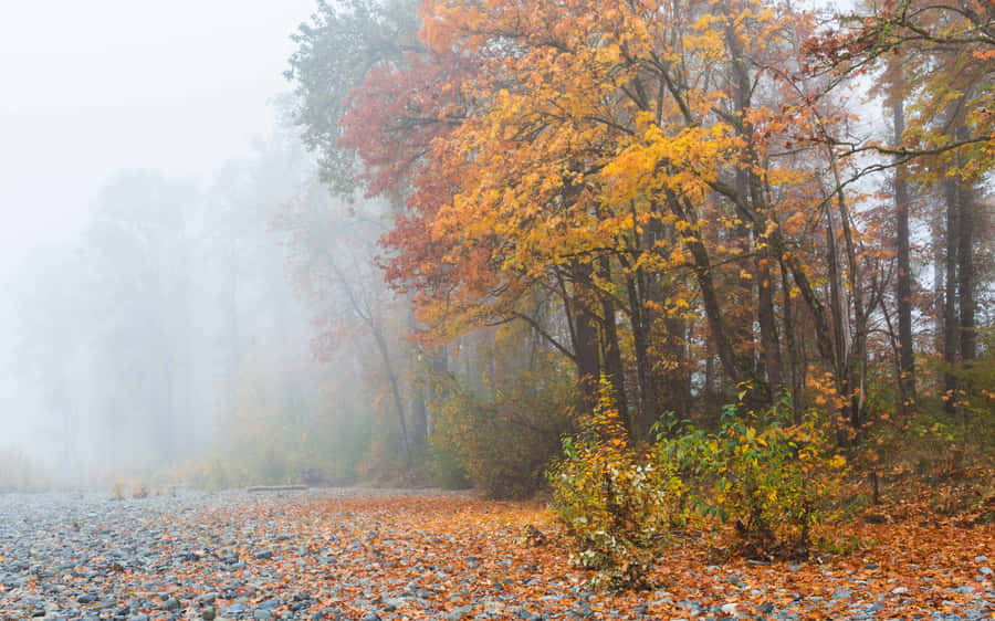 Enchanting Fall Fog In The Forest Wallpaper
