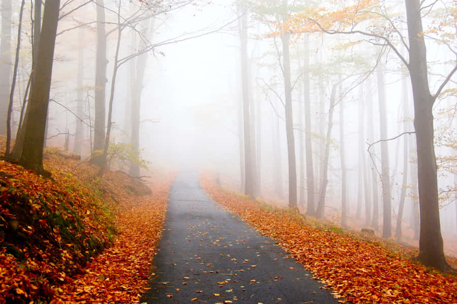 Enchanting Fall Fog In The Forest Wallpaper